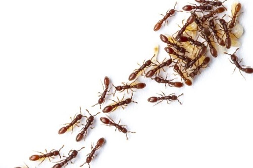 Ant Colony