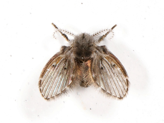 Drain Fly
