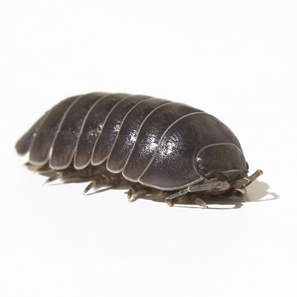 Pill Bug