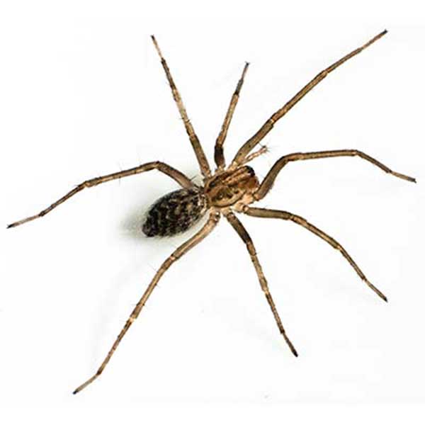 House Spider